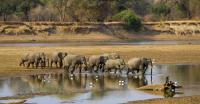 elefantes cruzam corpo d'água na Zâmbia