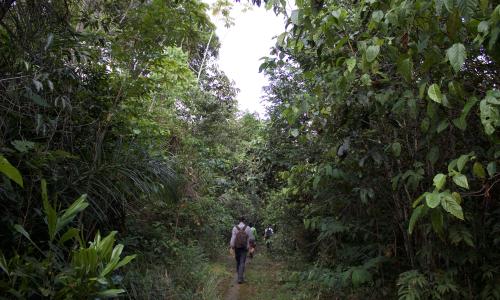 Homem caminha em meio a floresta na Amazônia